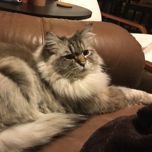 Meet your Posher, Kat